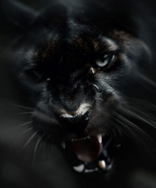 blackpuma-web